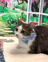 adoptable Cat in Harrisville, WV named Aladdin