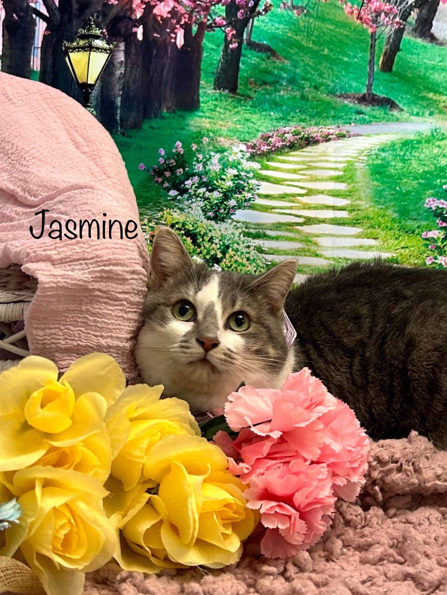 adoptable Cat in Harrisville, WV named Jasmine