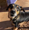adoptable Dog in harrisville, RI named Roxie
