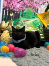 adoptable Cat in Harrisville, WV named Berlioz