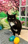 adoptable Cat in , WV named Tracy