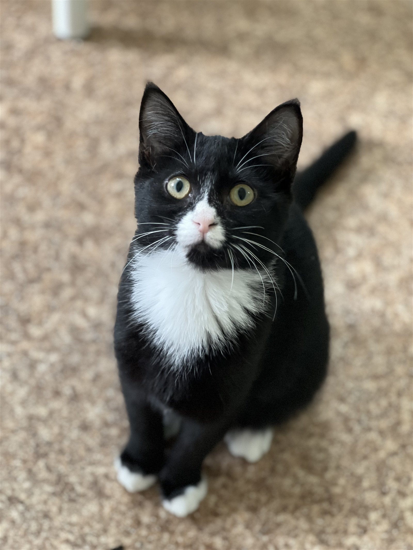 adoptable Cat in Harrisville, WV named Cranberry