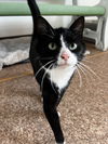 adoptable Cat in , WV named Joy