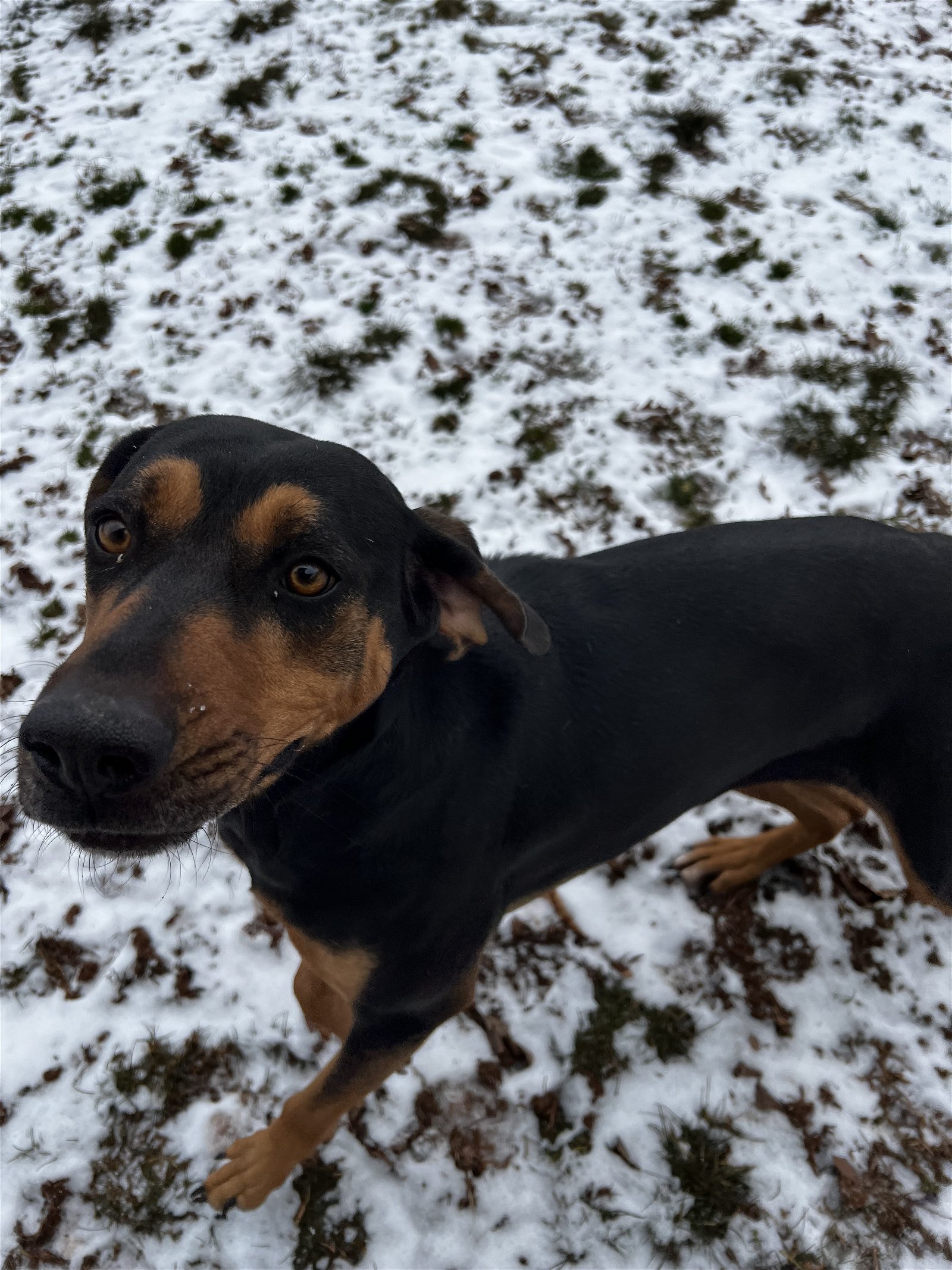 adoptable Dog in Harrisville, WV named Opal