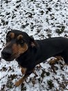 adoptable Dog in harrisville, RI named Opal