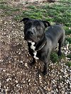 adoptable Dog in harrisville, RI named Zeus