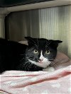 adoptable Cat in harrisville, RI named Storm