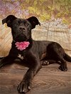adoptable Dog in harrisville, WV named Paris