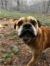 adoptable Dog in harrisville, RI named Roscoe
