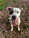 adoptable Dog in harrisville, RI named Zyra