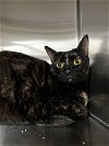 adoptable Cat in , WV named Patty
