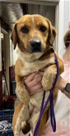 adoptable Dog in harrisville, WV named Sassy
