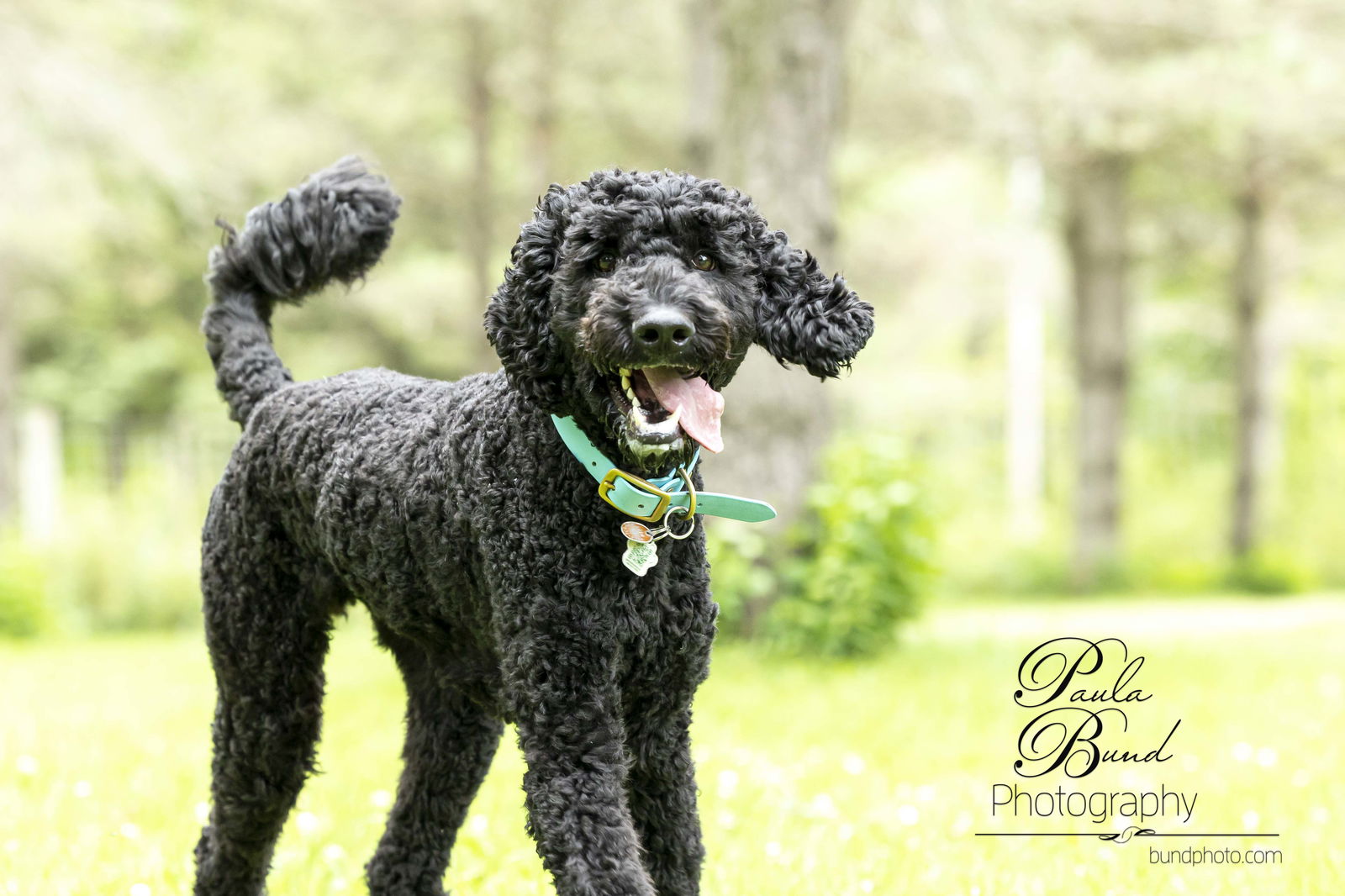 black toy poodle rescue