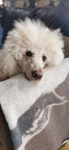 Cooper