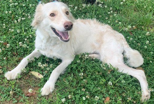 adoptable Dog in North Prairie, WI named **ROSE**