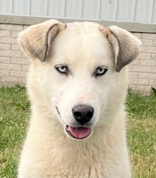 adoptable Dog in North Prairie, WI named **PRINCESS**
