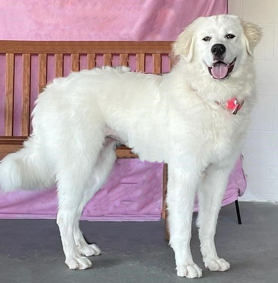 adoptable Dog in North Prairie, WI named **BIANCA**