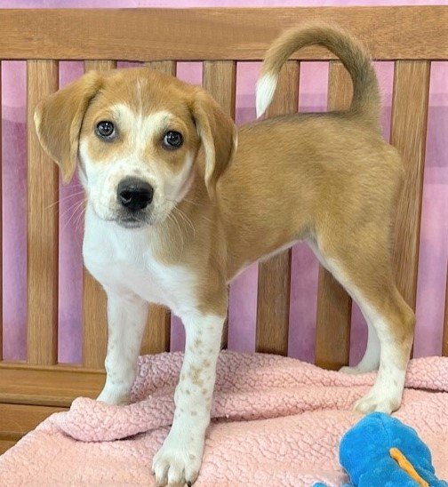 adoptable Dog in North Prairie, WI named **WAFFLE**