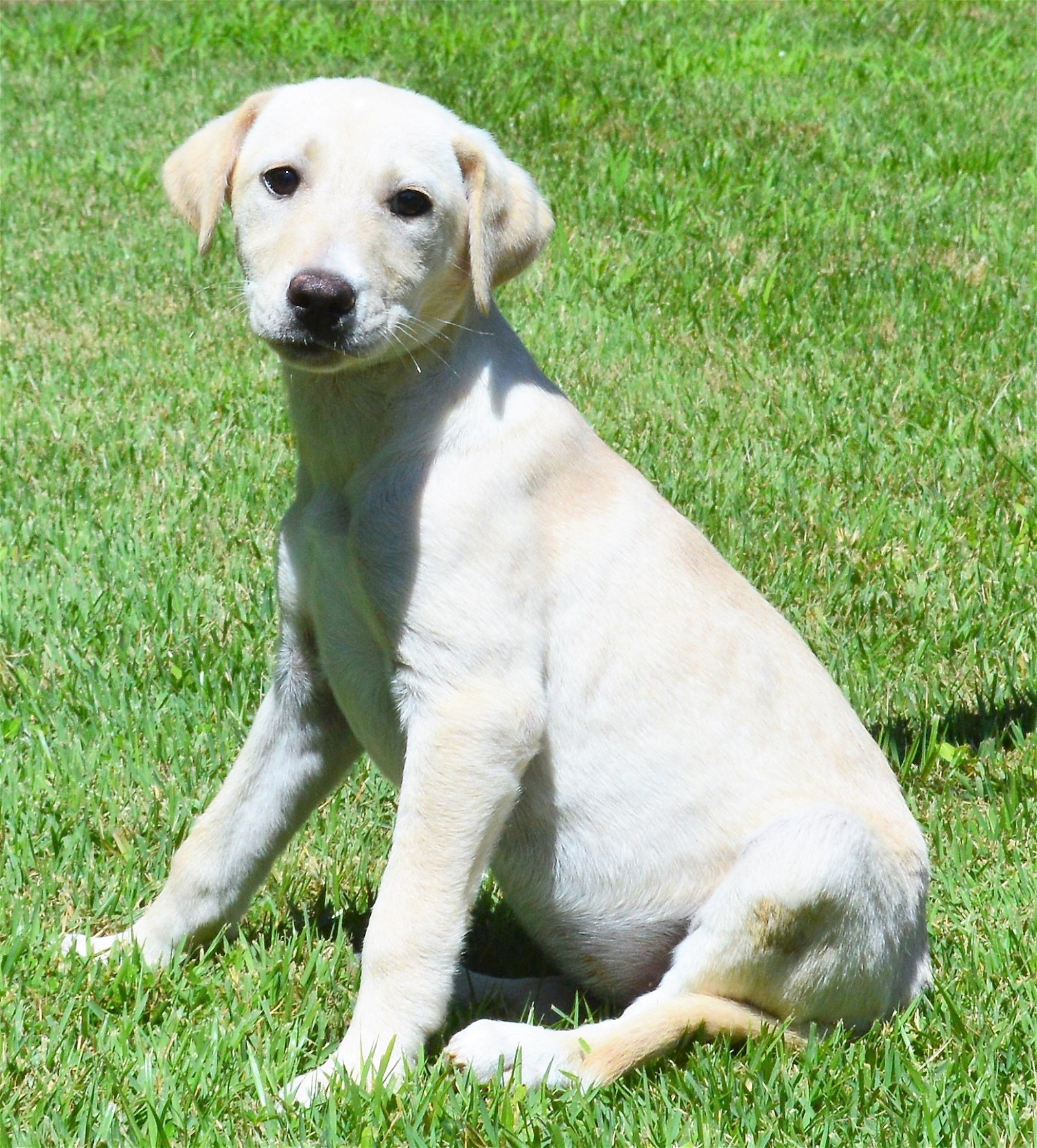 adoptable Dog in North Prairie, WI named **GABBIE**