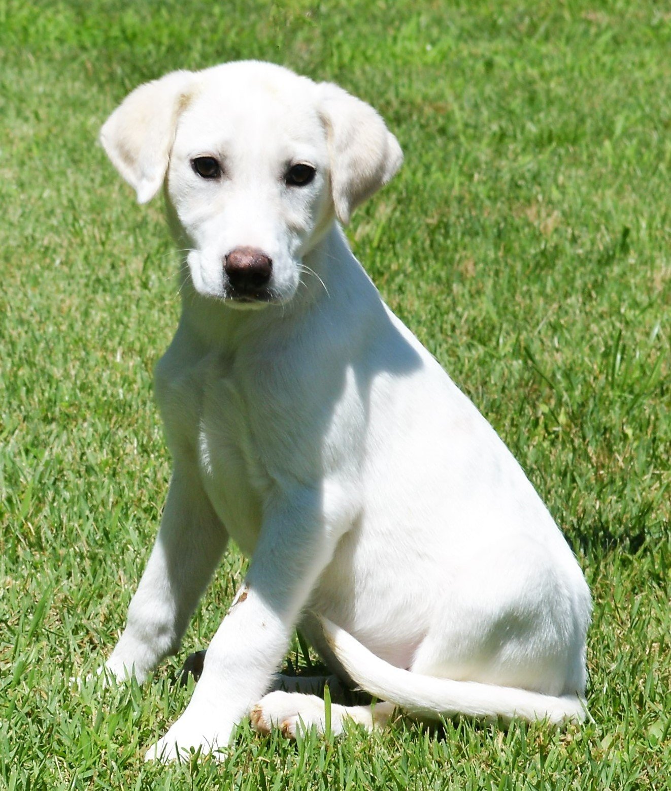 adoptable Dog in North Prairie, WI named **GLORY**