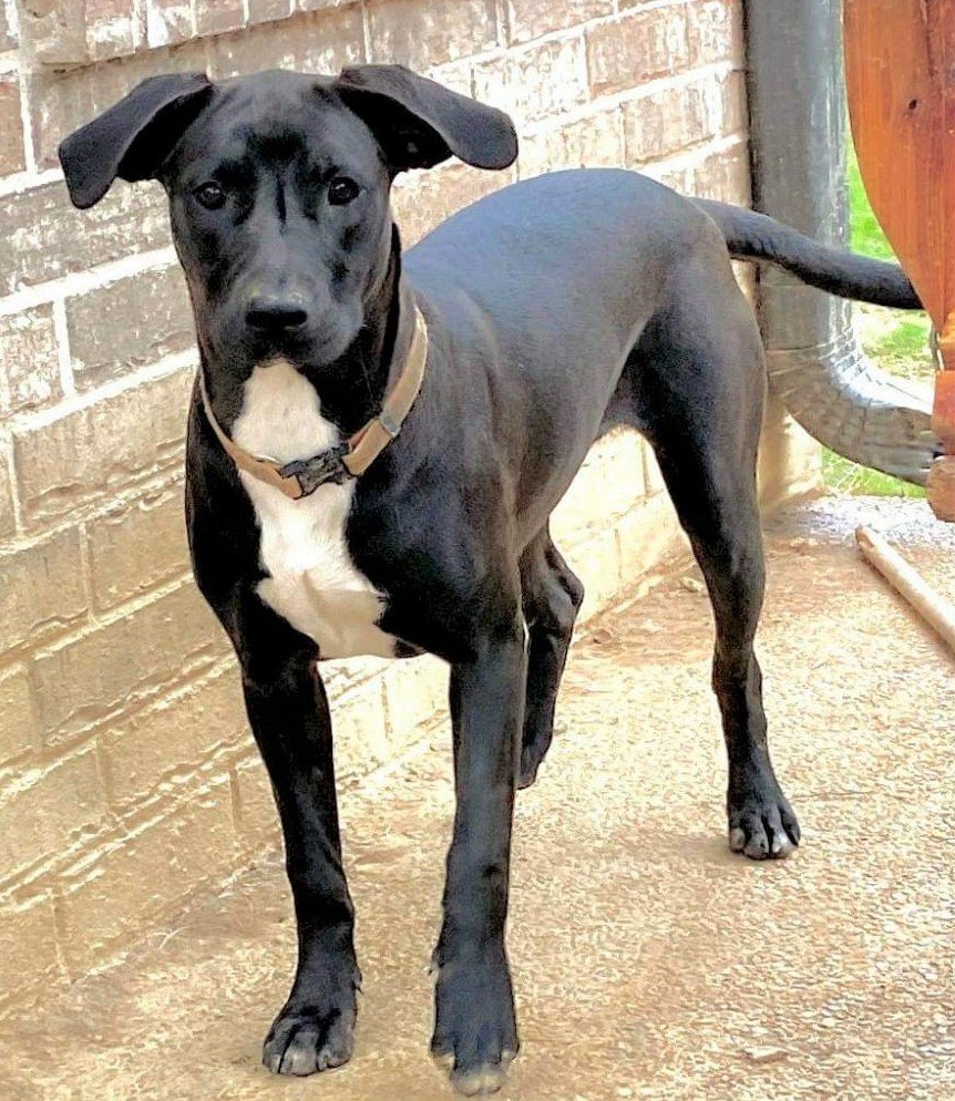 adoptable Dog in North Prairie, WI named **MABLE**