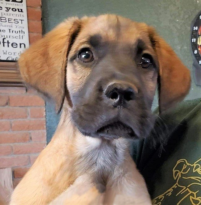 adoptable Dog in North Prairie, WI named **GOKU**
