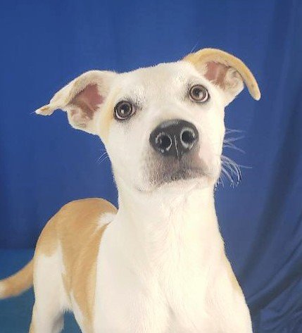 adoptable Dog in North Prairie, WI named **KEITH**