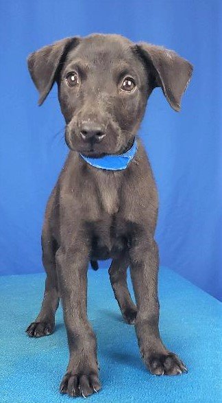adoptable Dog in North Prairie, WI named **ROSS**