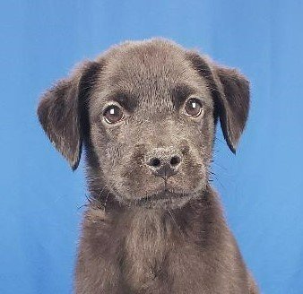 adoptable Dog in North Prairie, WI named **GUNTHER**