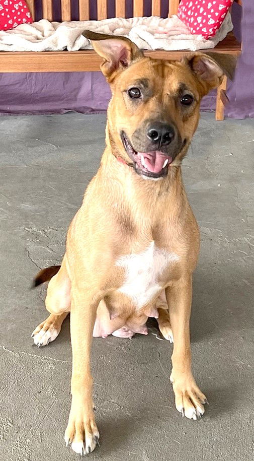 Dog for Adoption - **TORY**, a Black Mouth Cur in Muskego, WI | Alpha Paw