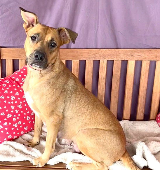 Dog for Adoption - **TORY**, a Black Mouth Cur in Muskego, WI | Alpha Paw