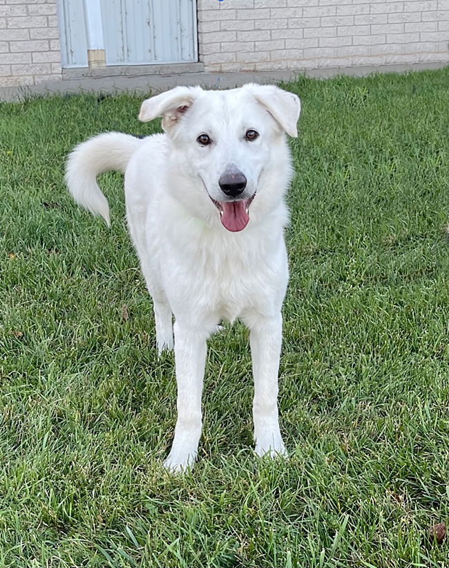 Dog for Adoption - **TESSIE**, a Shepherd in Washington County, WI ...