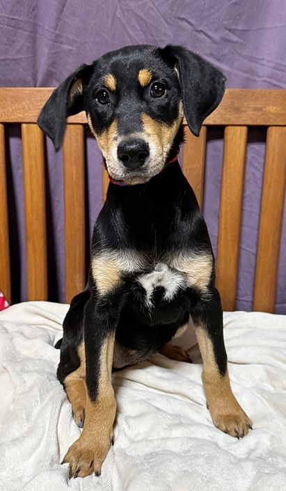 Manchester terrier clearance adoption