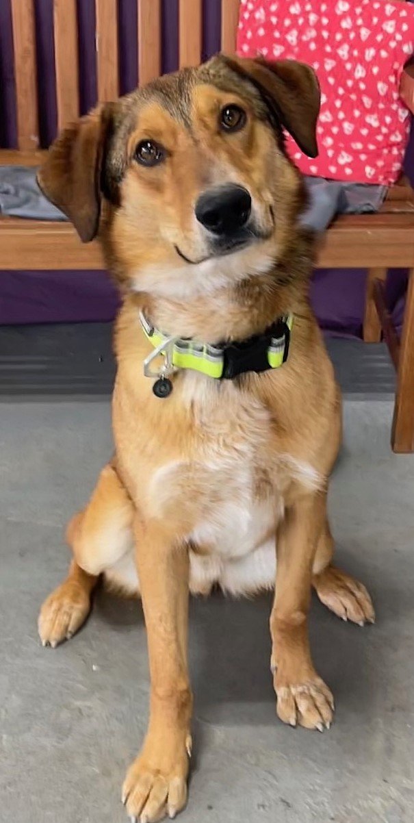 Dog for Adoption - **REMY**, a Collie in Whitefish Bay, WI | Alpha Paw