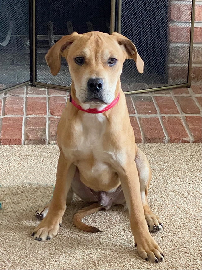 Dog for Adoption **McCOY**, a Hound in Pleasant Prairie, WI Alpha Paw