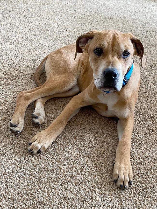 Dog for Adoption **McCOY**, a Hound in Pleasant Prairie, WI Alpha Paw