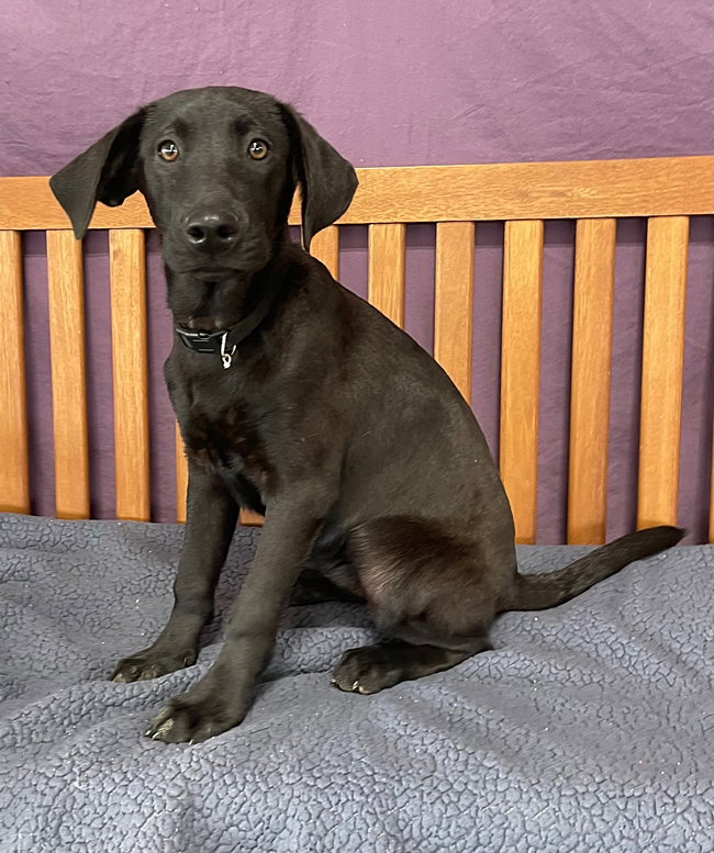 Dog for Adoption **SCARLET**, a Shepherd in Mount Pleasant, WI Alpha Paw