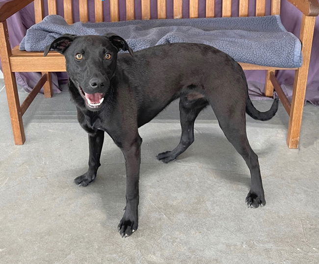 Dog for Adoption - **CHAPO**, a Black Labrador Retriever in Wales, WI ...