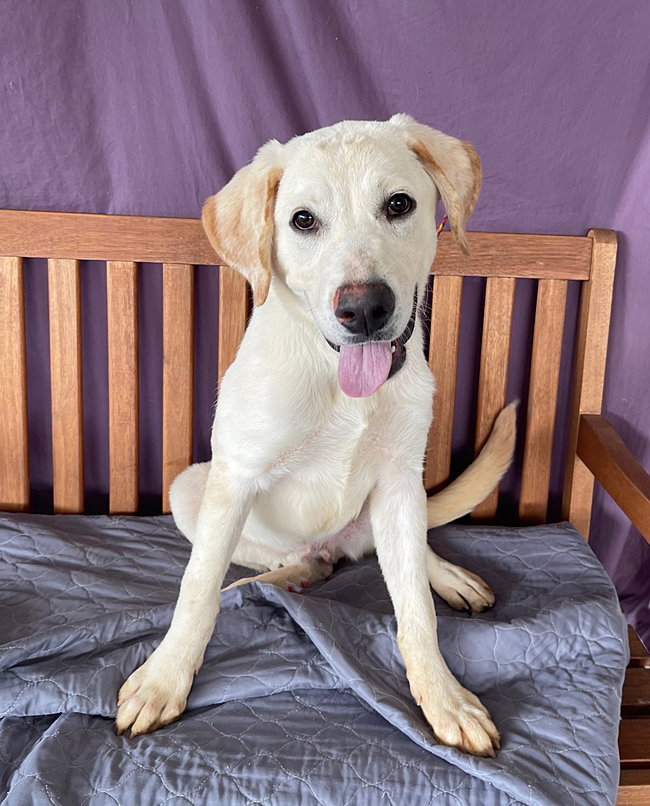 Dog for Adoption **CHOWDER**, a Labrador Retriever in Pleasant