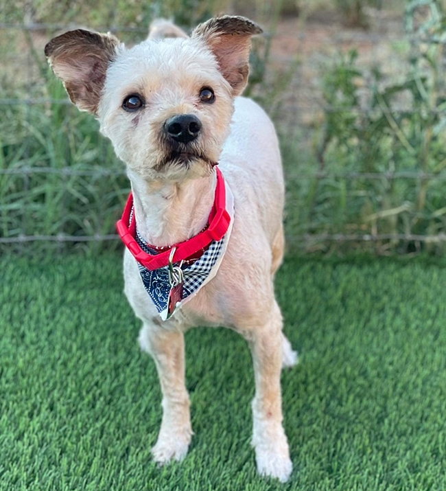 Dog for Adoption **CHOWDER**, a Poodle (unknown type) in Janesville
