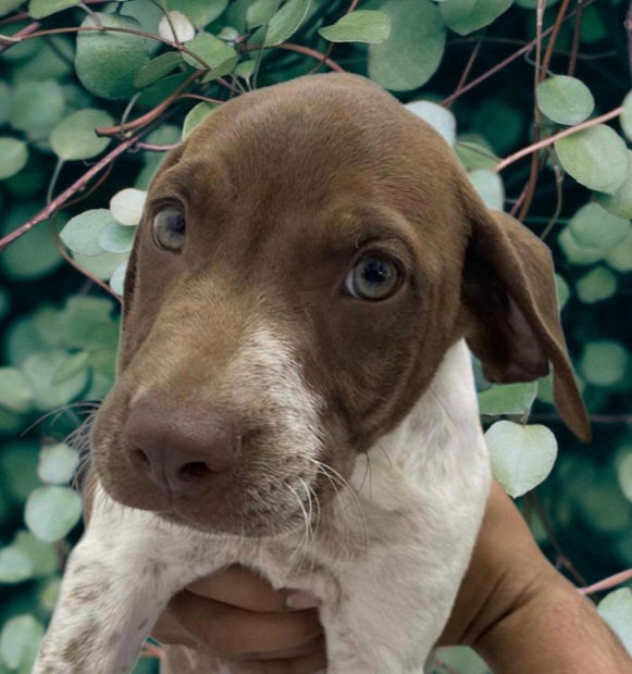 German shorthaired best sale pointer rescue midwest