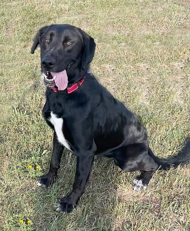Dog for Adoption - **PHOEBE**, a Black Labrador Retriever in Butler, WI ...