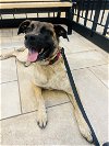 adoptable Dog in  named **ROZZLO**