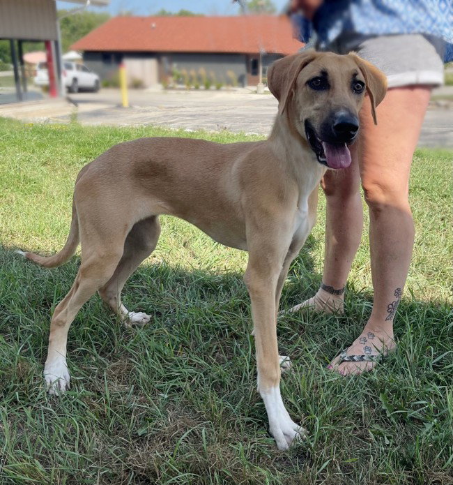 Dog adoption in North Prairie, WI 53153 Black Mouth Cur / Hound