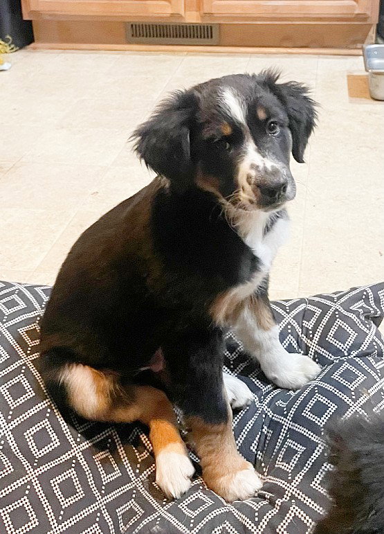 Dog adoption in North Prairie, WI 53153 Australian Shepherd (medium