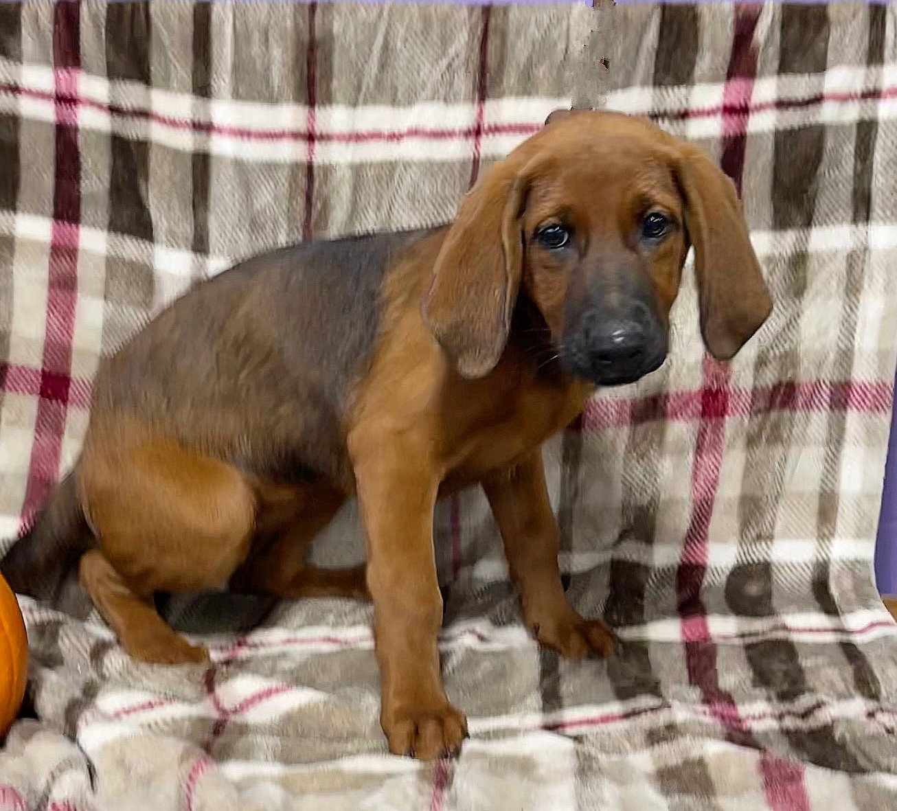 Dog for Adoption **JOY**, a Redbone Coonhound in Big Bend, WI Alpha Paw