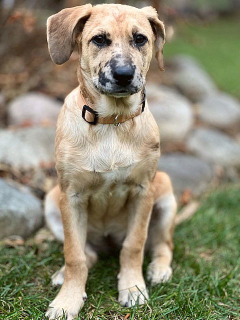 Dog adoption in North Prairie, WI 53153: Australian Shepherd / Labrador ...