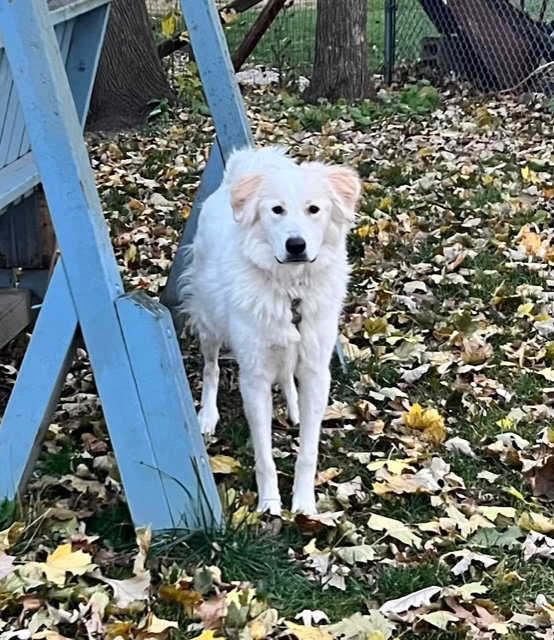 Dog for Adoption **NILLA**, a Golden Retriever in Milwaukee County, WI Alpha Paw