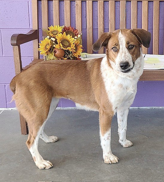 Dog for Adoption **CLEMENTINE**, a Australian Shepherd in Wauwatosa