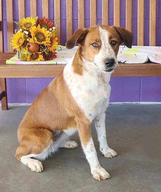 Dog for Adoption **CLEMENTINE**, a Australian Shepherd in Evansville